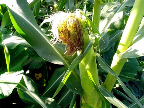 Corn stalk plant - The leaf collar and split stalk methods are the most accurate in using the plant to properly growth staging corn. The U2U GDD tool can aid in predicting when a specific growth stage will occur. Using proper growth staging methods are especially important to avoid crop damage as one makes post-herbicide and …
